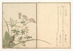 日本浮世绘 日本名画 浮世绘