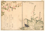 日本浮世绘 日本名画 浮世绘
