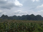 玉米地远山景