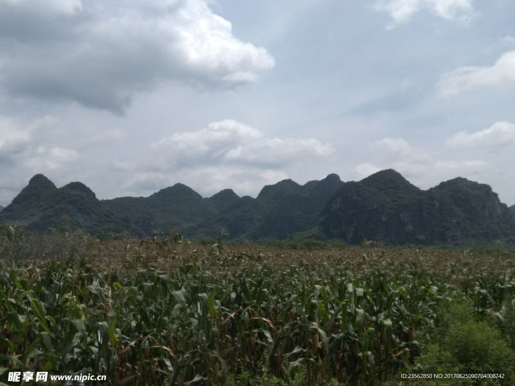 玉米地远山景