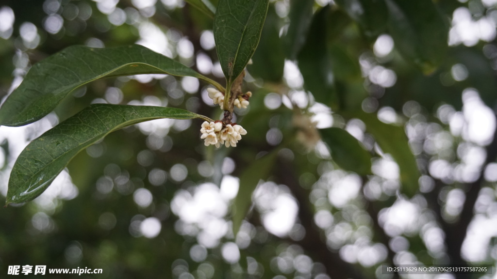 桂花