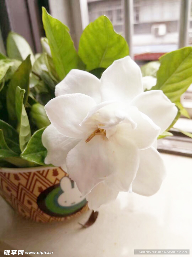 栀子花