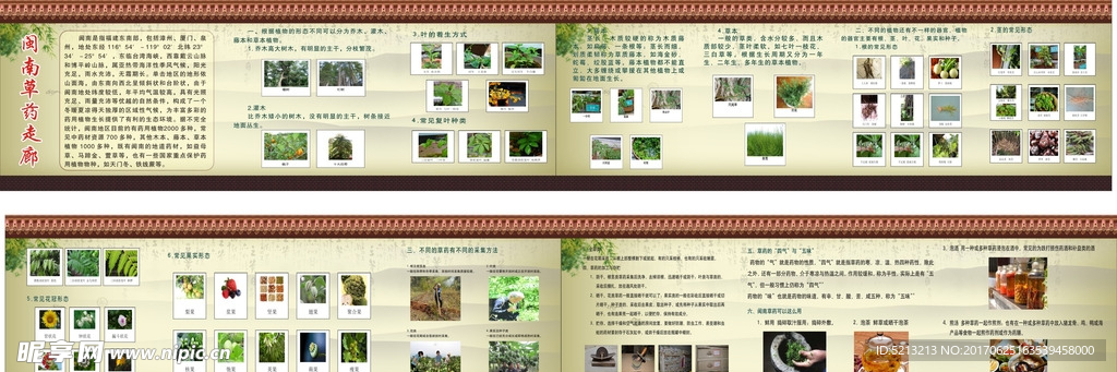 古典草药简介展板
