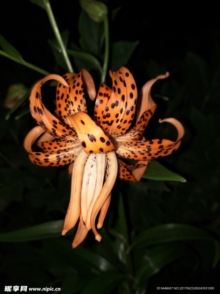 百合花