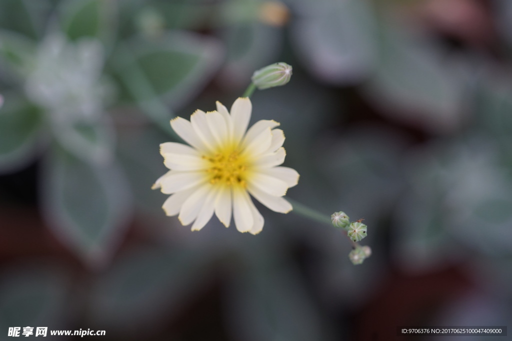 高清野花 野菊花