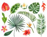 热带植物树叶矢量图下载