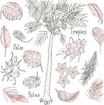 线描热带植物树叶矢量图下载