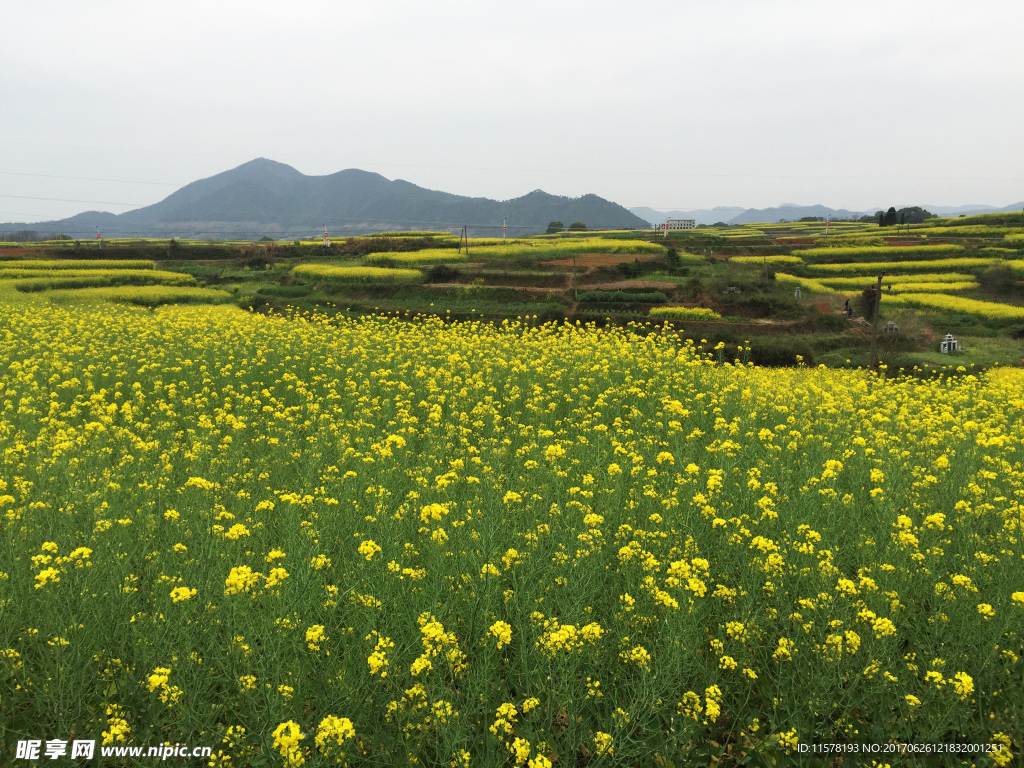 油菜花