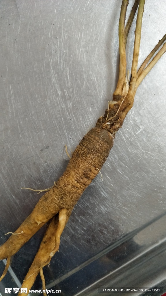 野生鸡霸腿