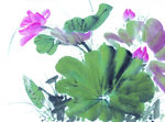 花 荷花 紫色 夏天 水墨画