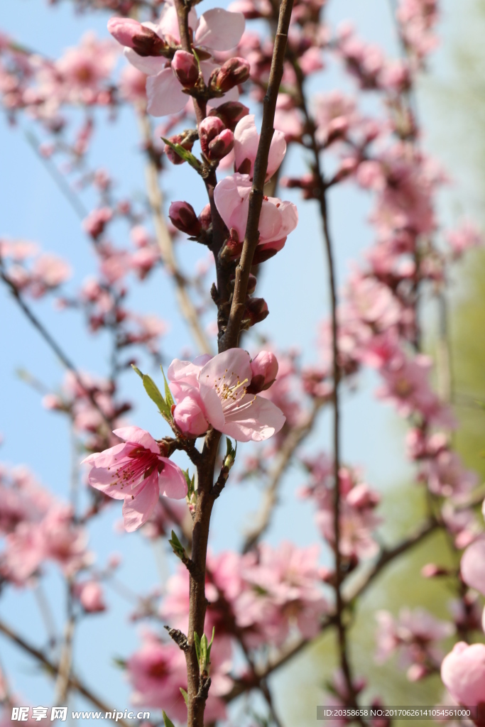 桃花 樱花