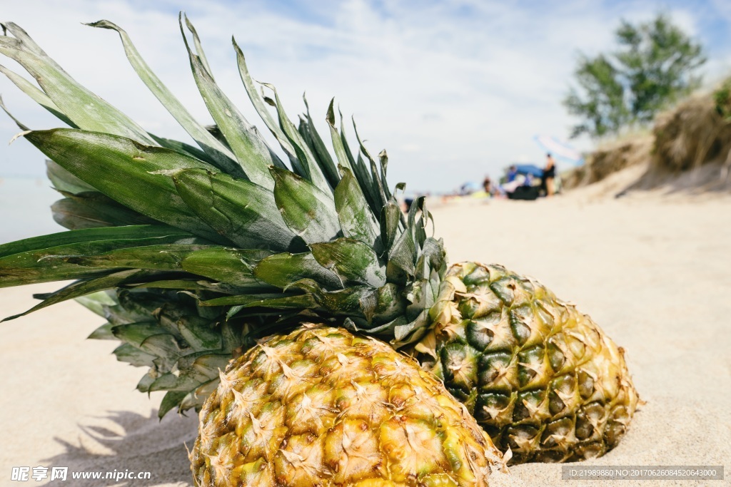 沙海滩菠萝