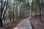 树林山路