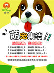 宠物传单