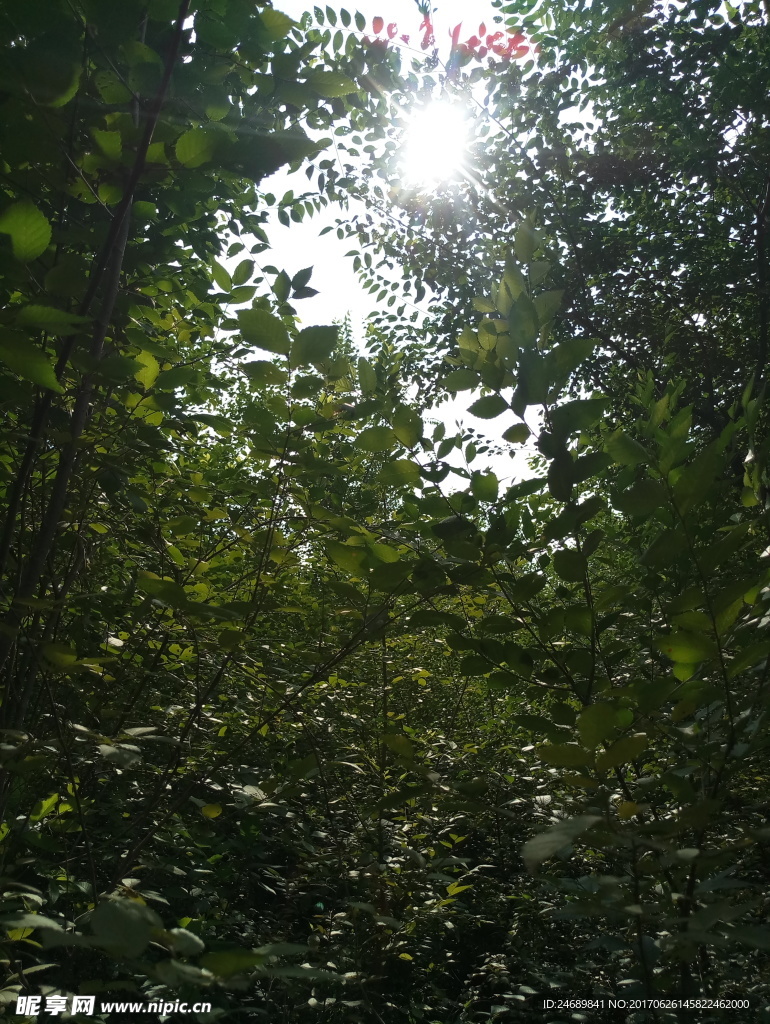 树枝