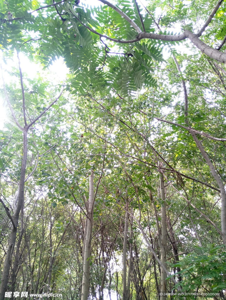 树枝