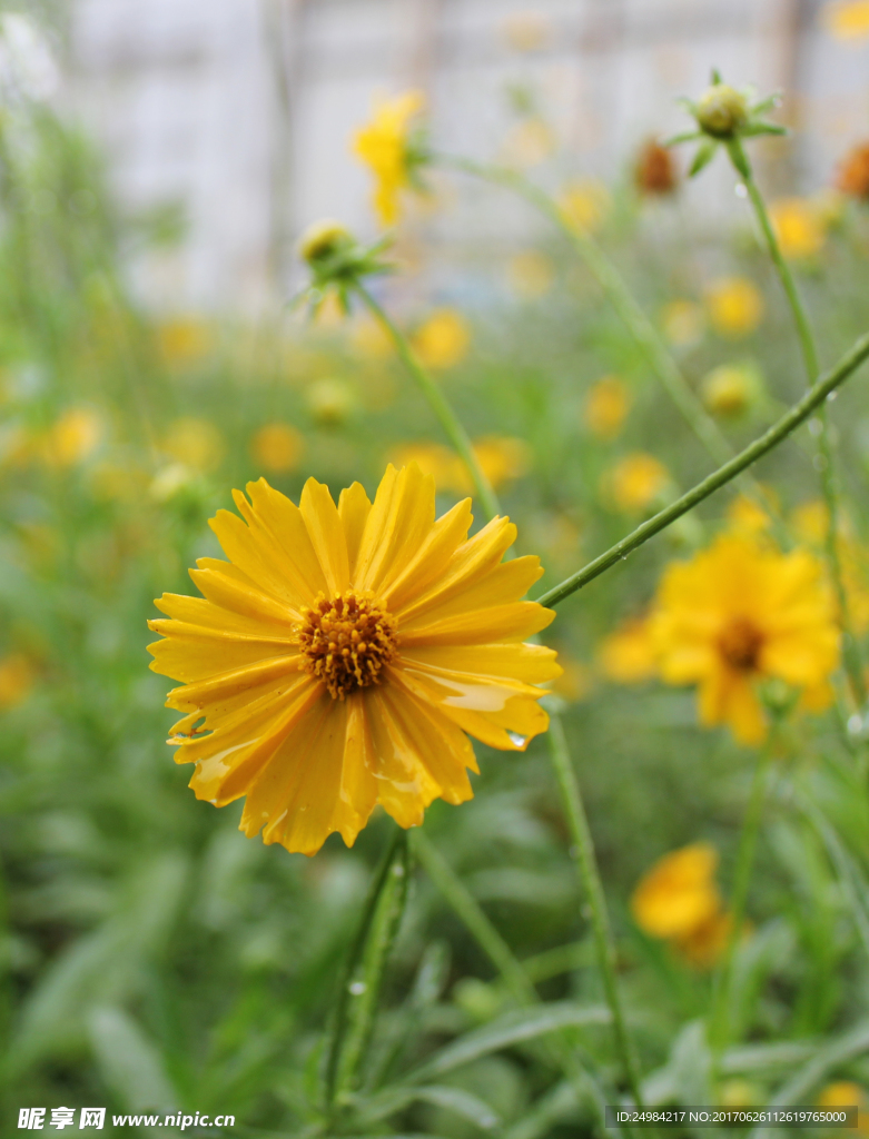 金鸡菊