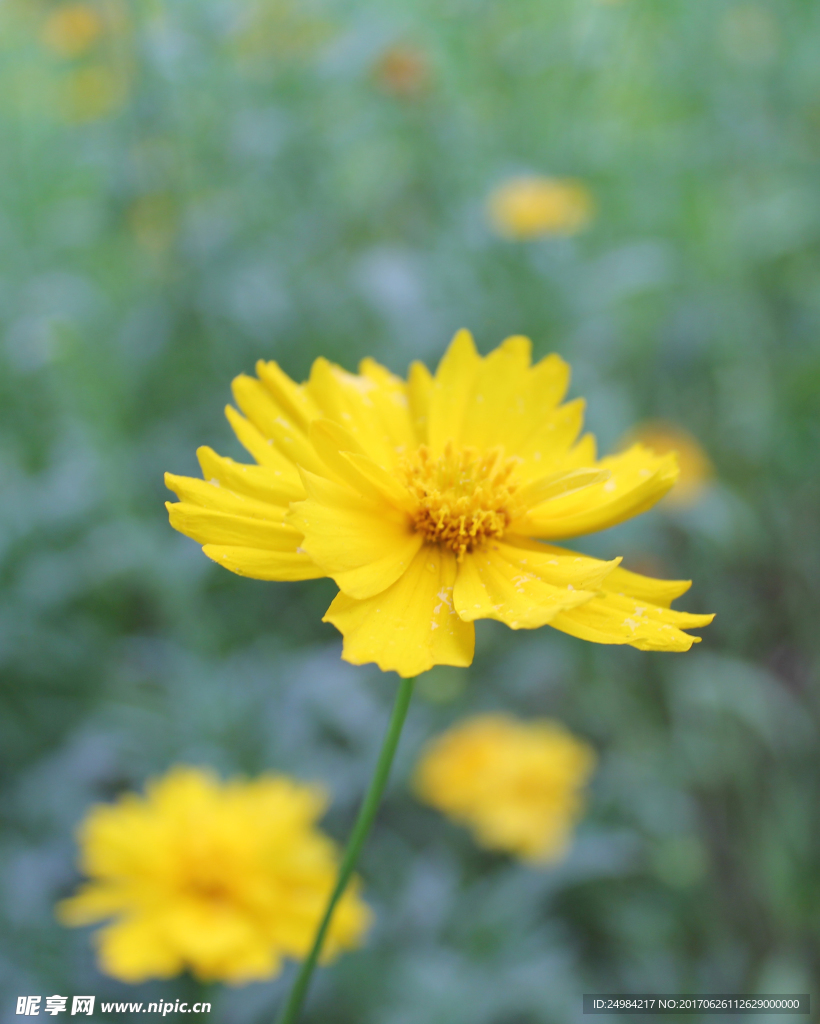 金鸡菊