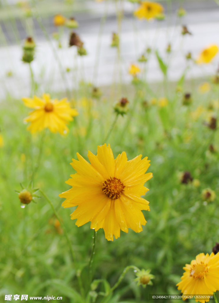 金鸡菊