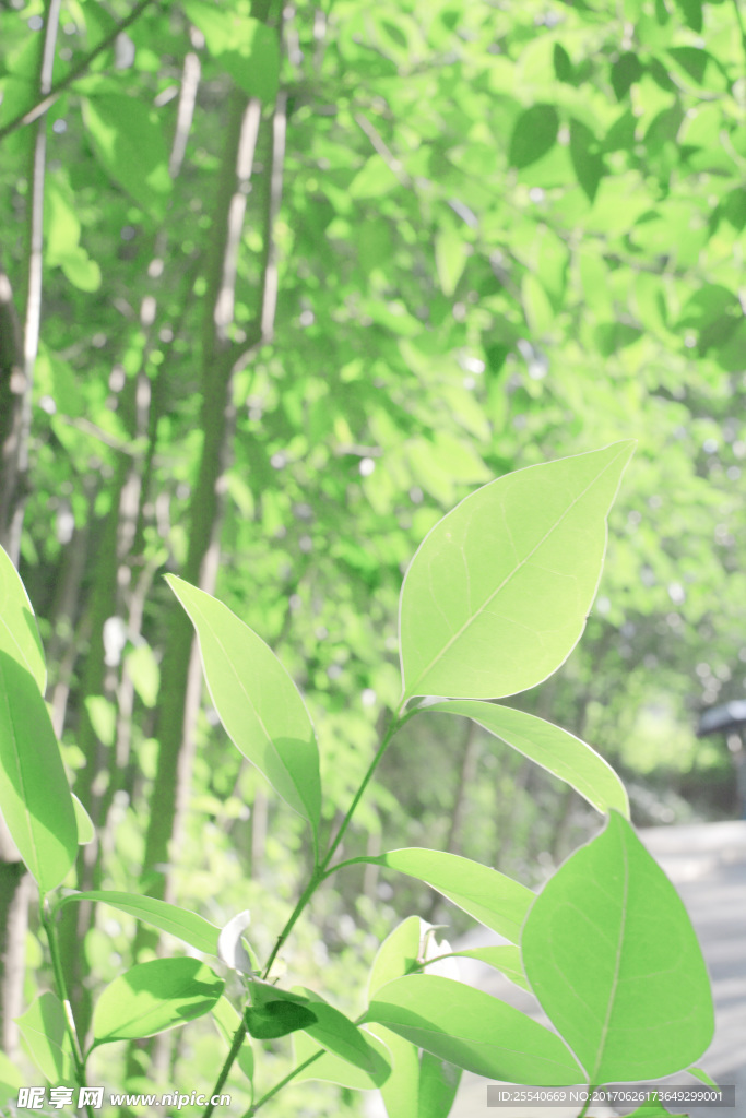 绿色植物壁纸