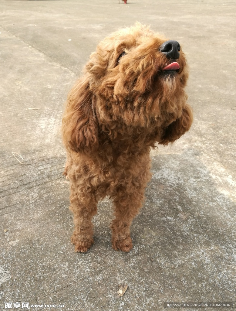 泰迪