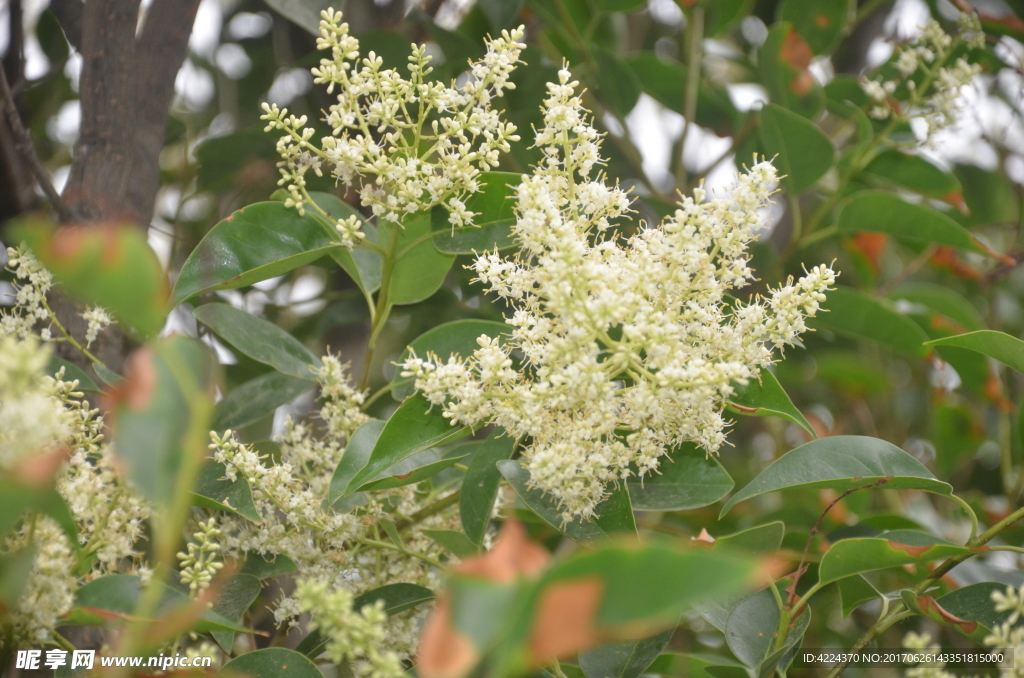 女贞树花