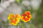 香堇菜