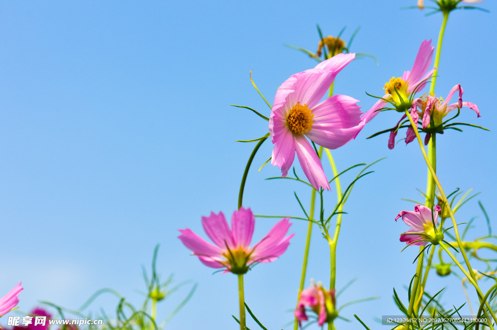 波斯菊