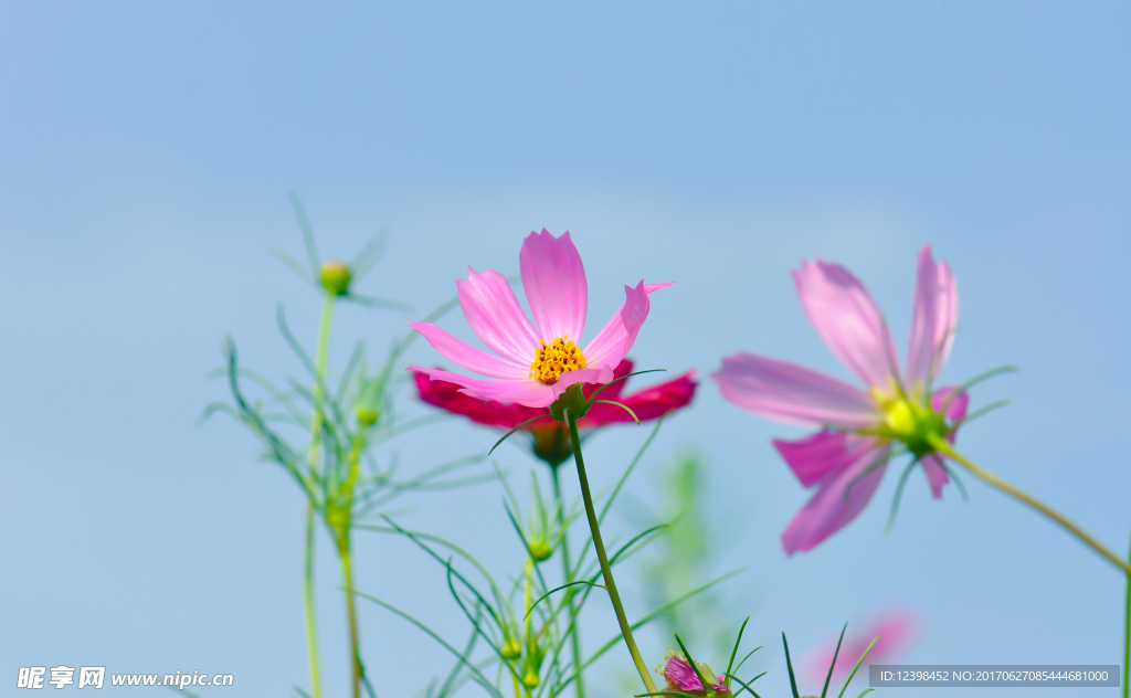 美丽的波斯菊