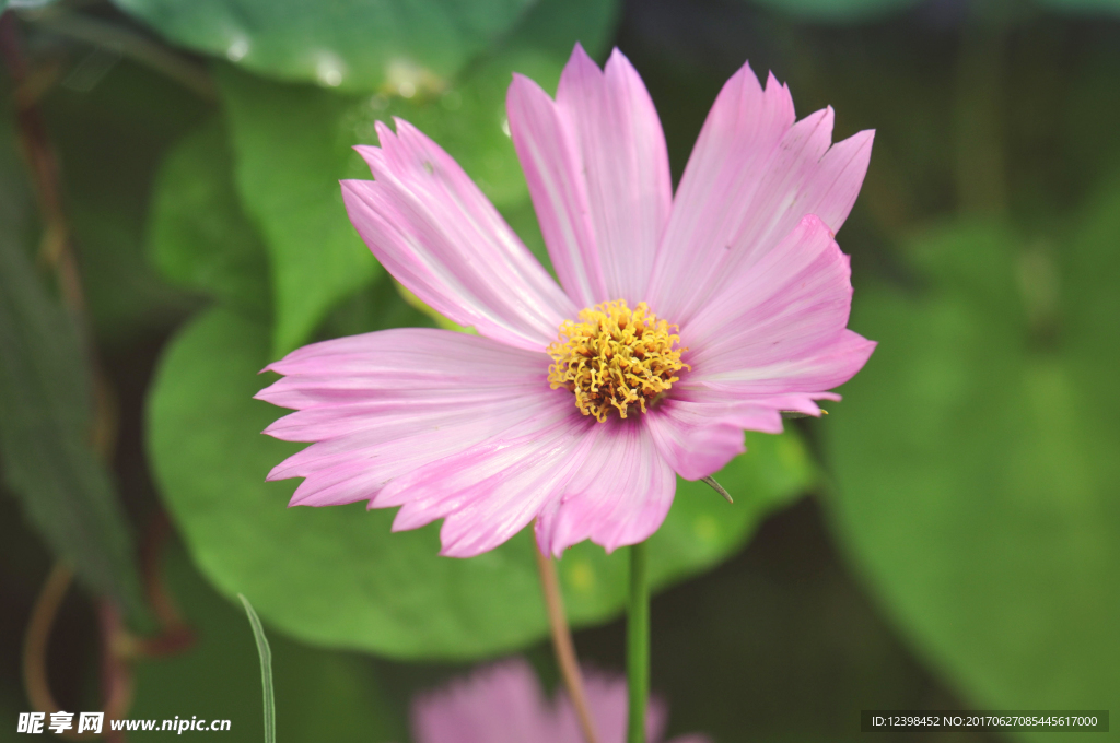 波斯菊