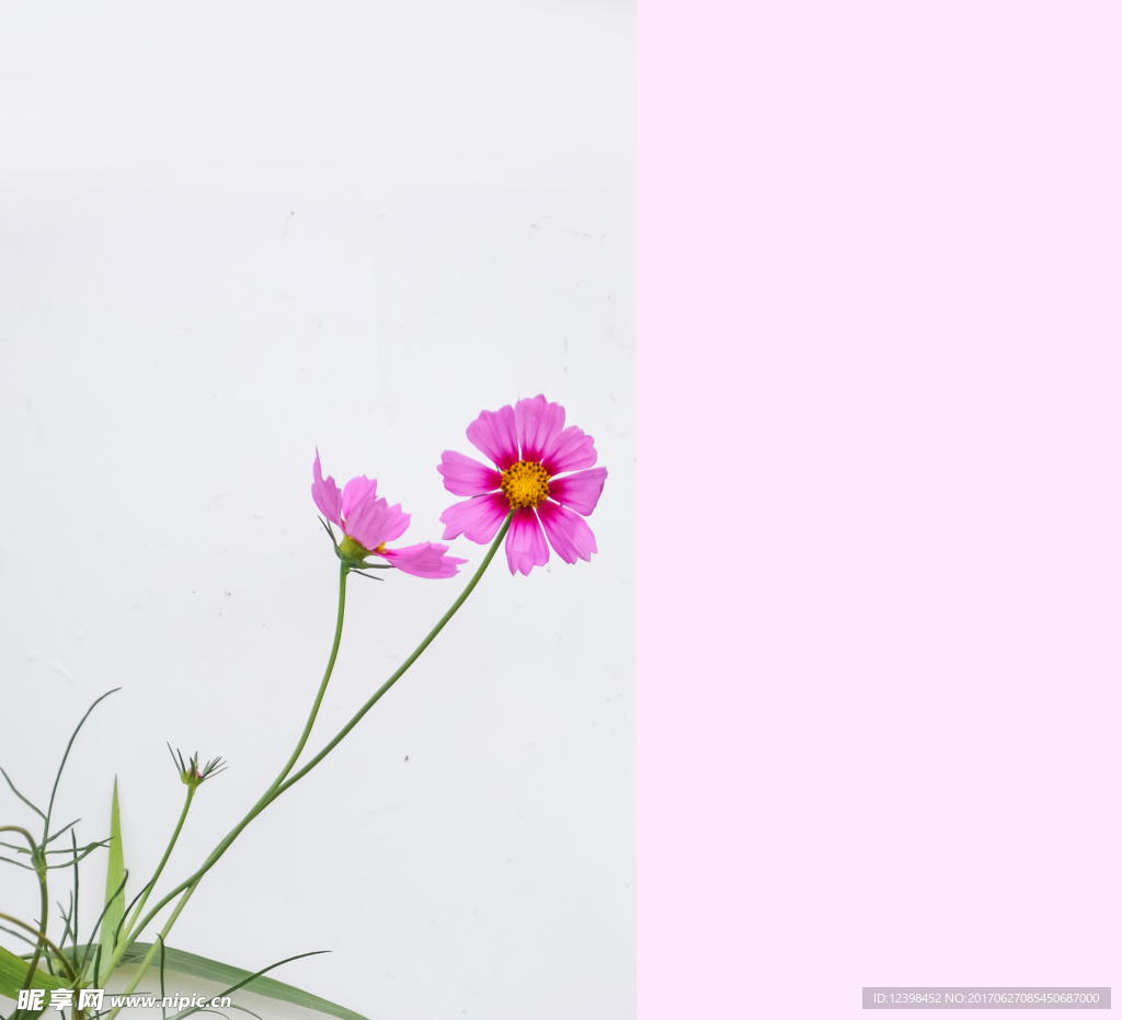 波斯菊