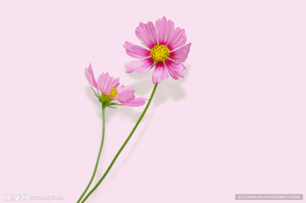 波斯菊