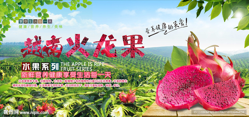 火龙果