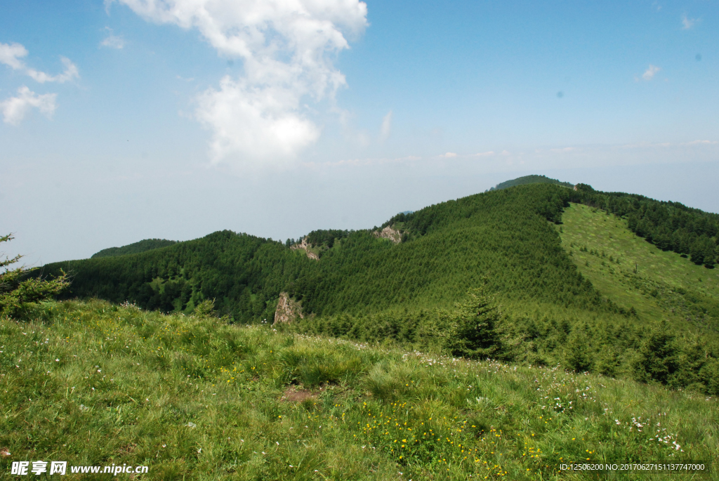 高山草甸