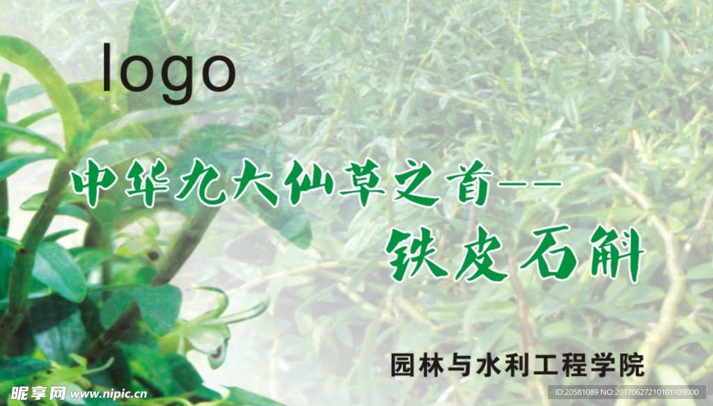 铁皮石斛