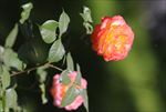 芍药