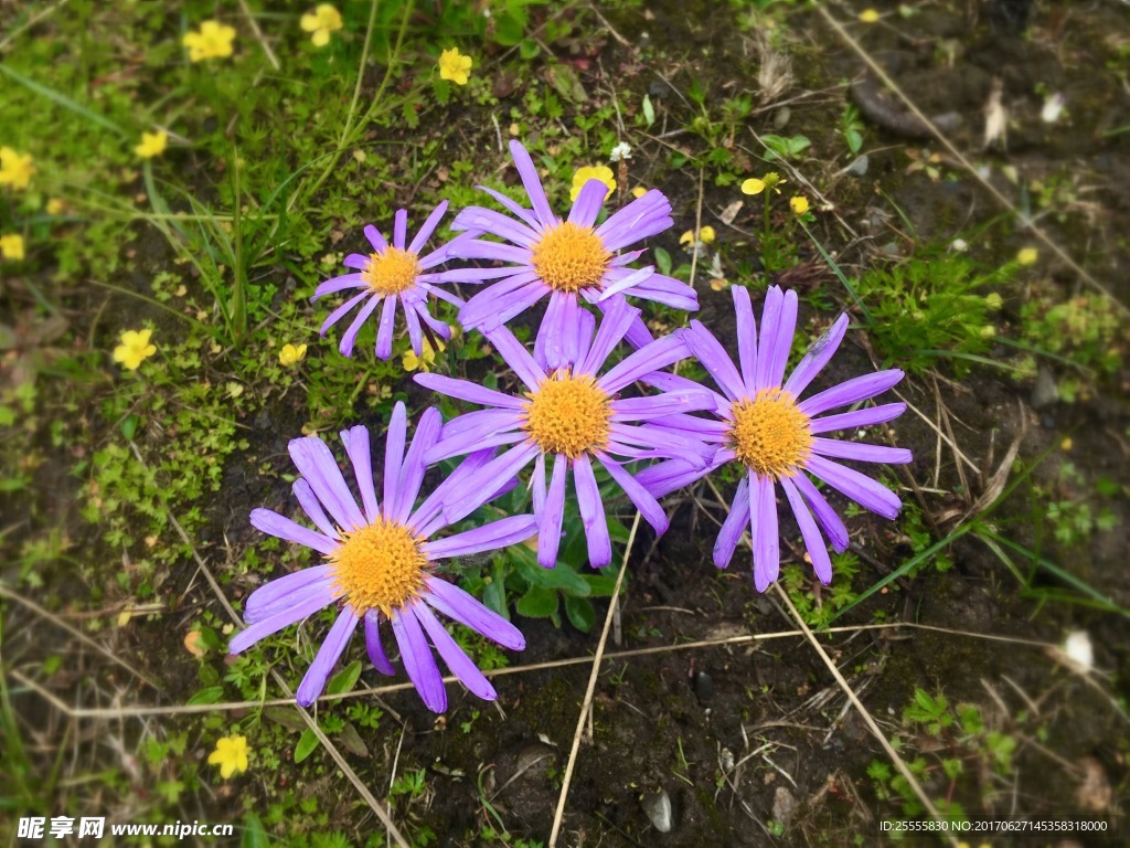 俄木塘花海