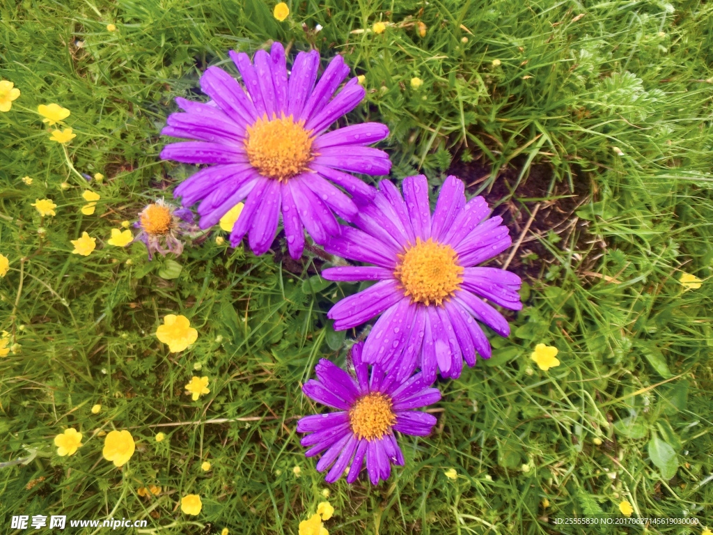 野菊花