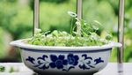 铜钱草