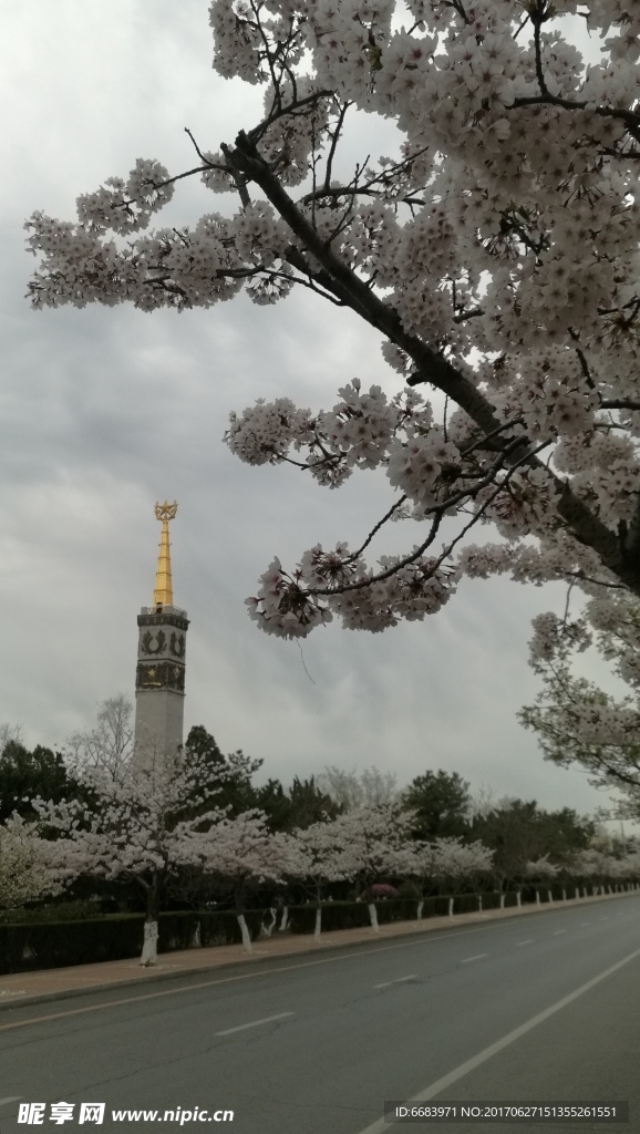 友谊塔与樱花