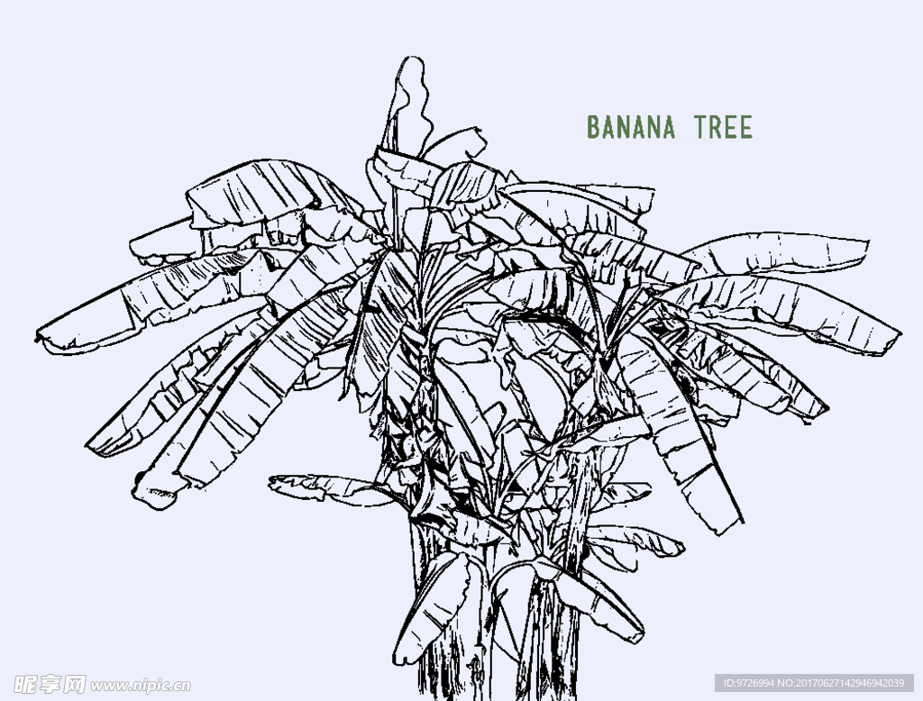 手绘线描香蕉树矢量图下载