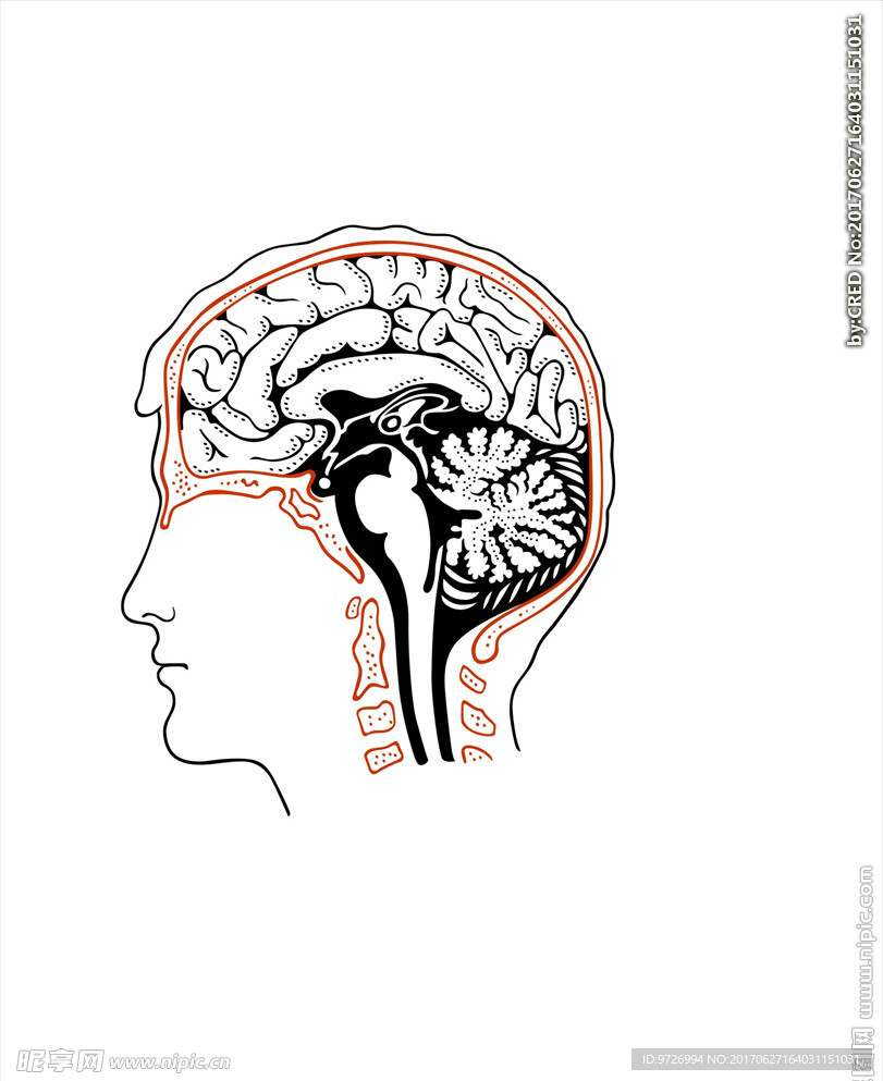 大脑矢量图下载