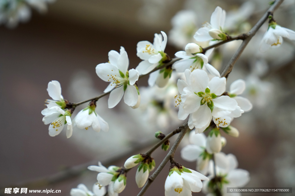 春天 桃花 花枝