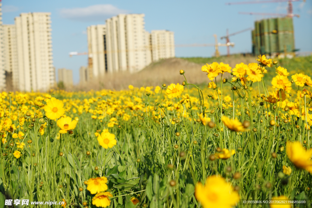 黄花 花海 建筑