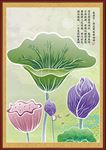 西湖荷花