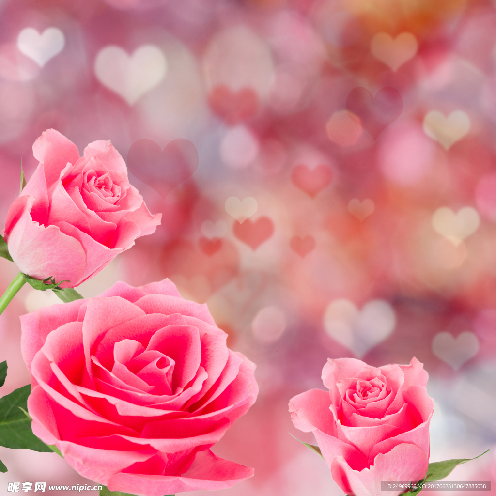 玫瑰花