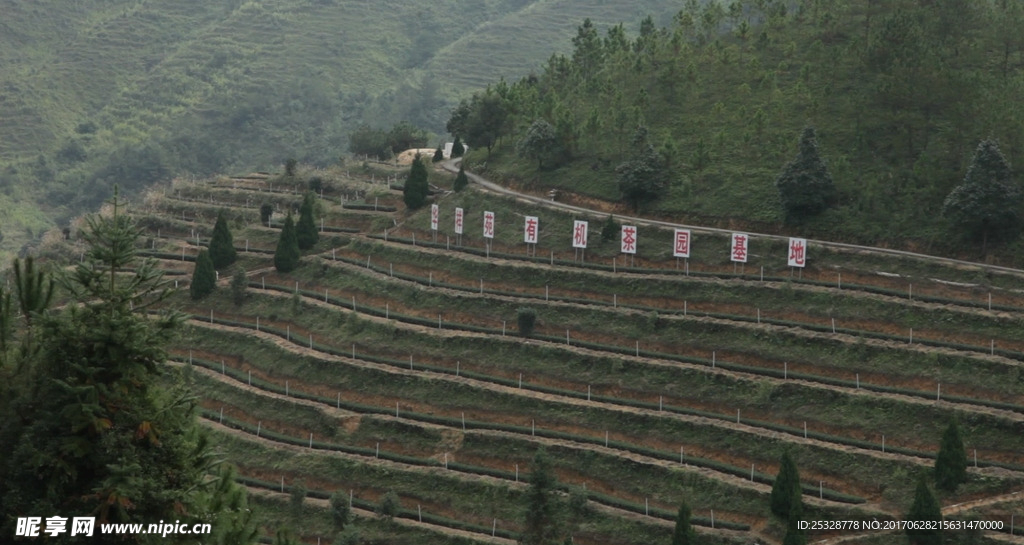 茶山梯田