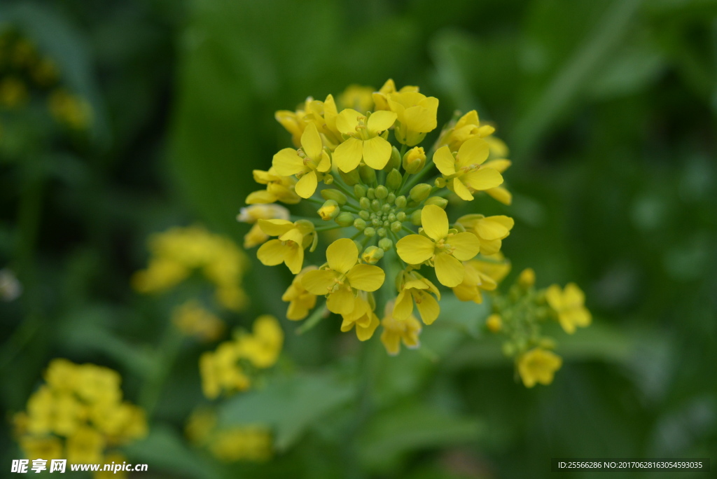 油菜花