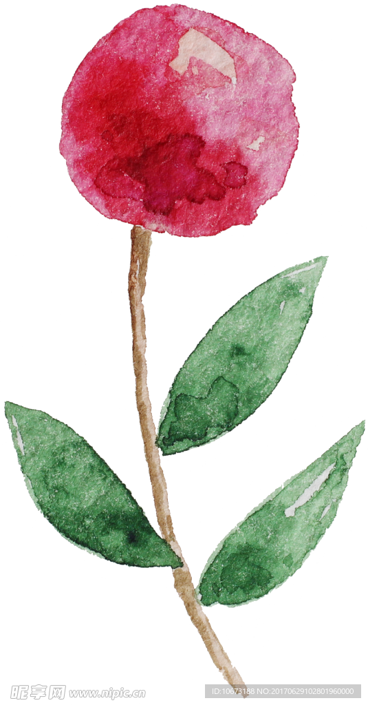 水彩植物