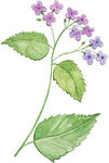 水彩植物